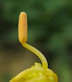 Tropaeolum majus (Garden Nasturtium) - CLICK TO ENLARGE PHOTO
